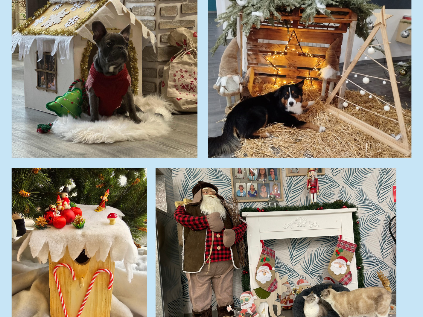 Défi de Noël : Un nid douillet pour nos amis à plumes et à poils !