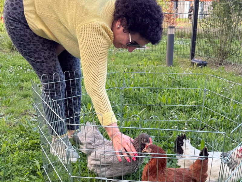 Des poules à la résidence 🐔