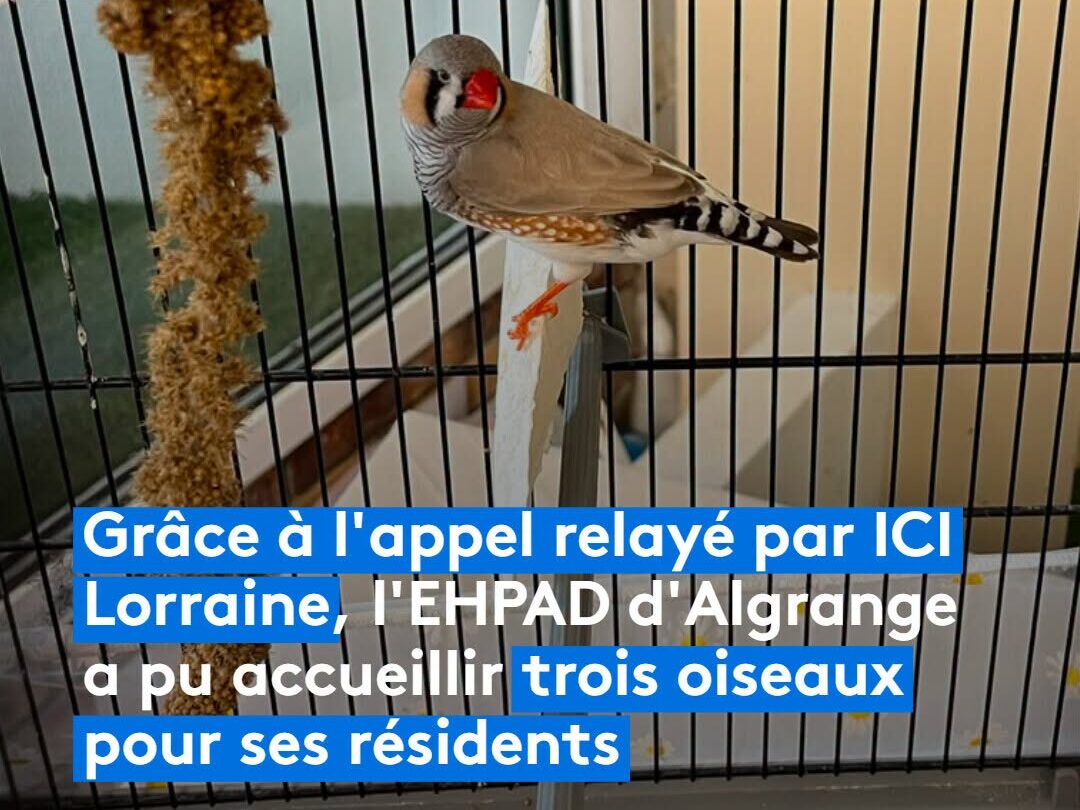 🐦 De nouveaux petits pensionnaires ont rejoint l’Ehpad Le Belvédère à Algrange !